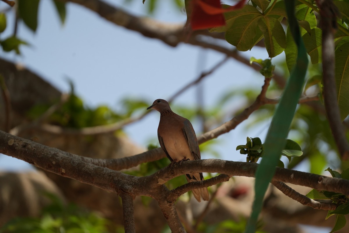 Laughing Dove - ML620097419