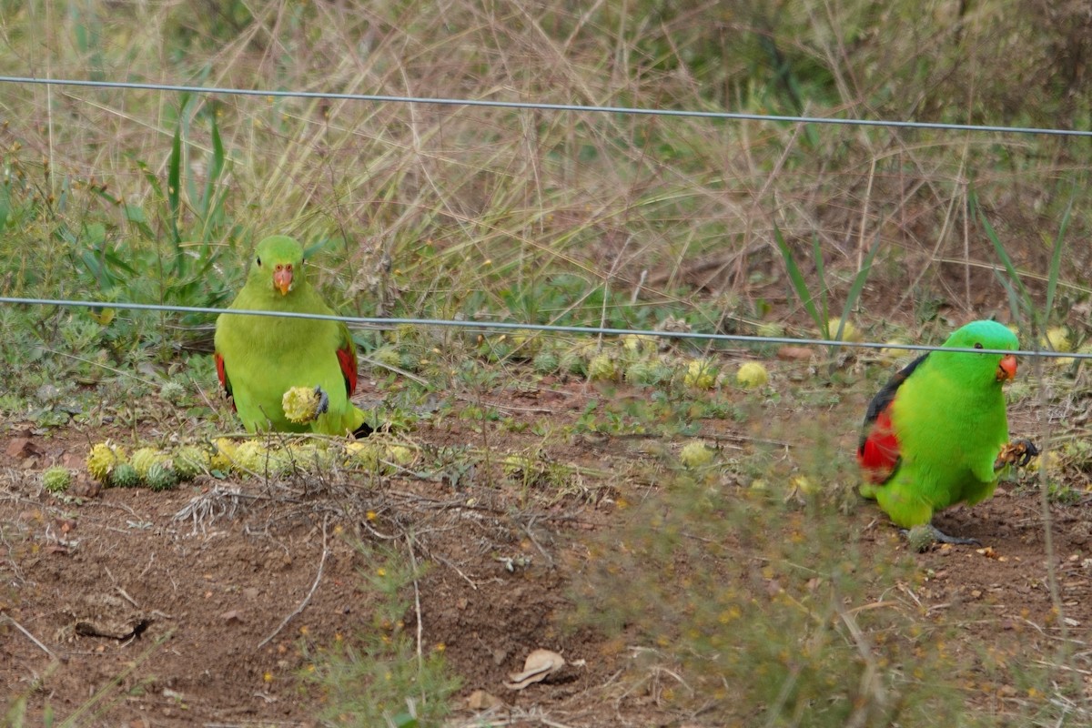 Папужець-червонокрил австралійський - ML620097423