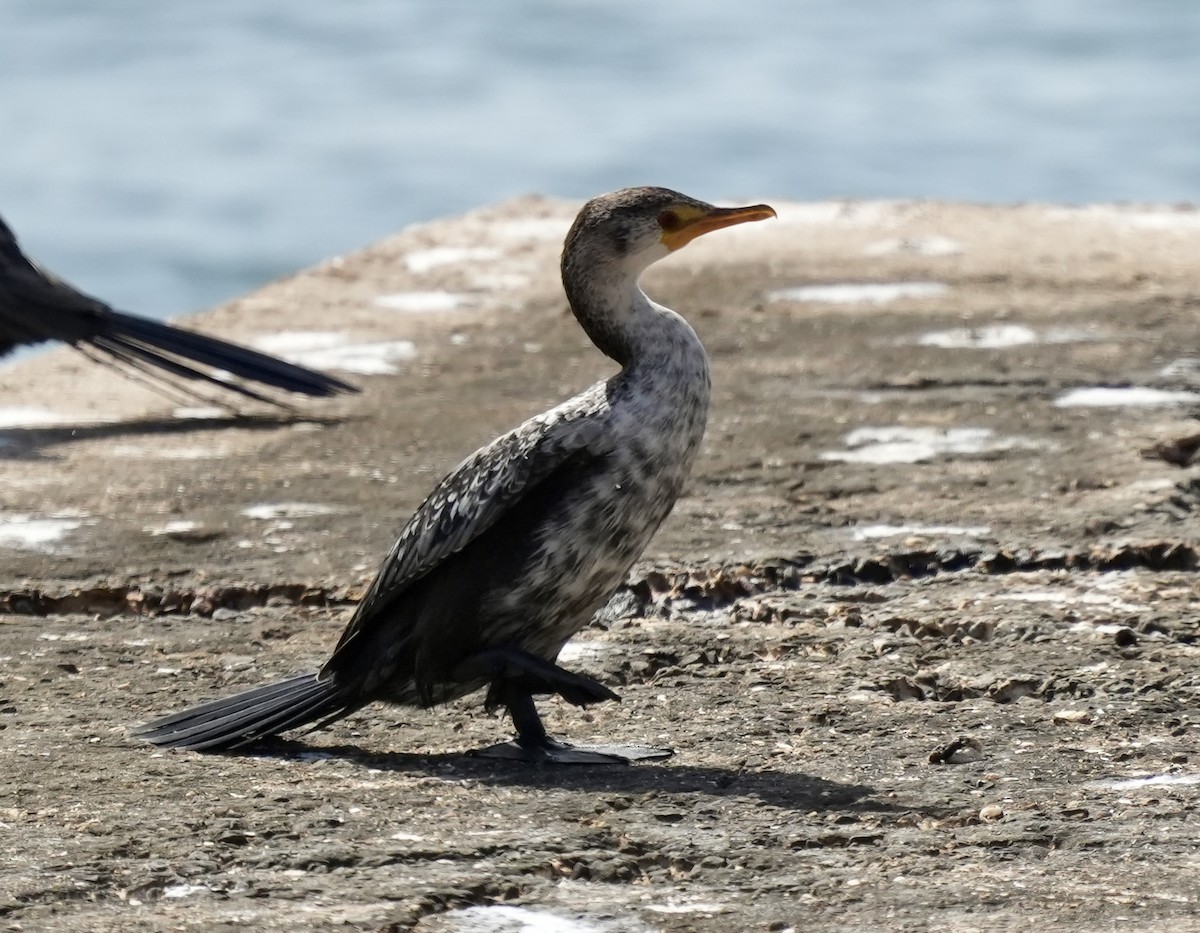Long-tailed Cormorant - ML620097432