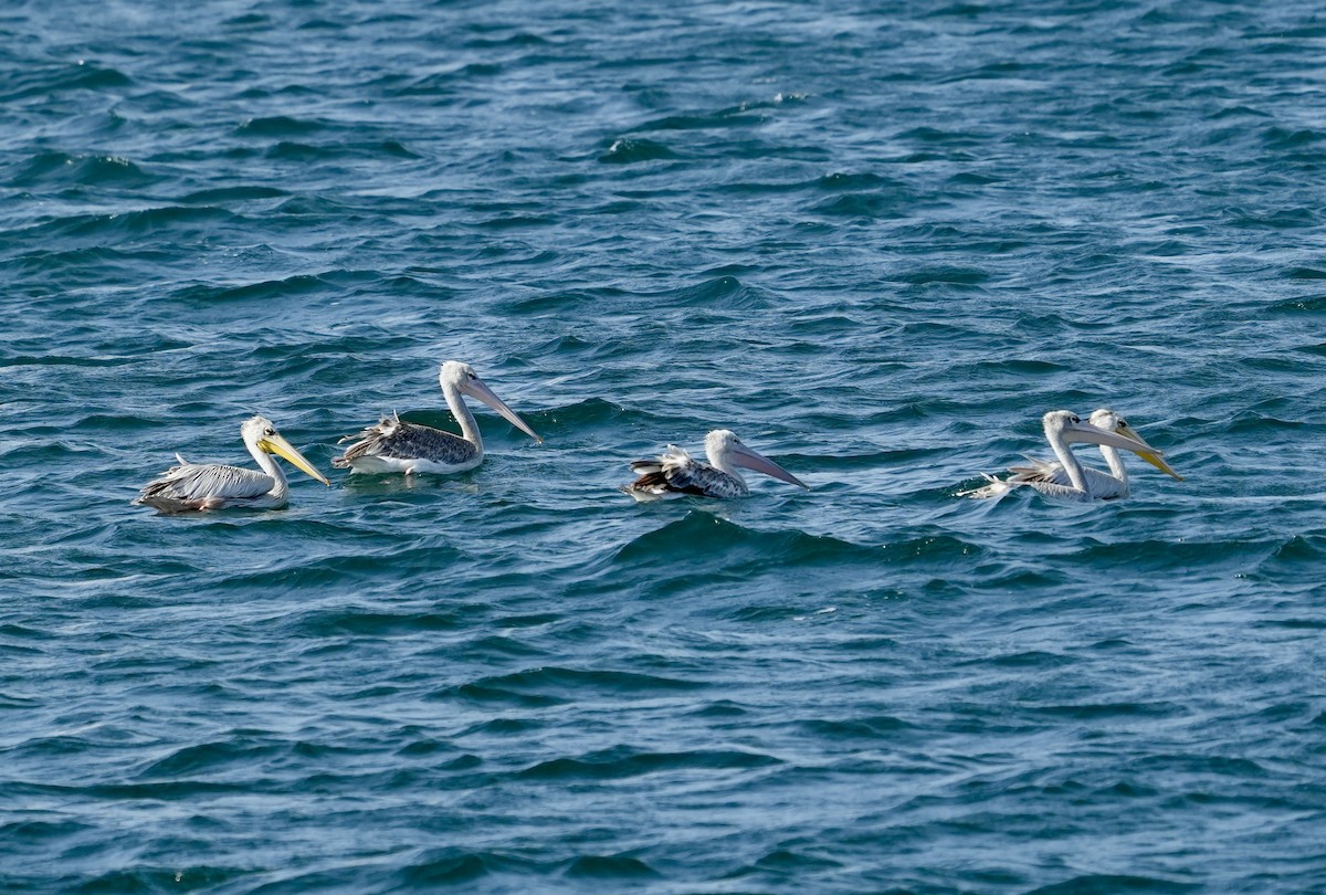 Pink-backed Pelican - ML620097440