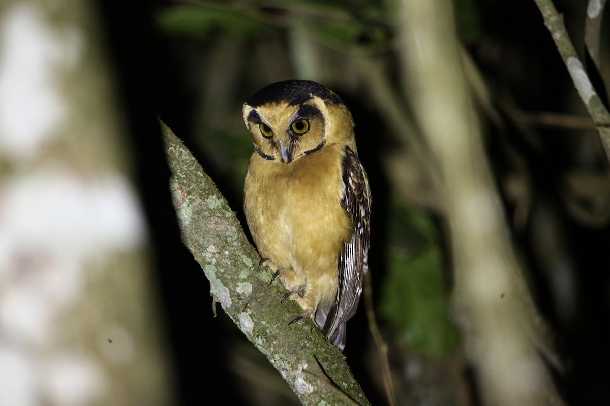 Buff-fronted Owl - ML620097443