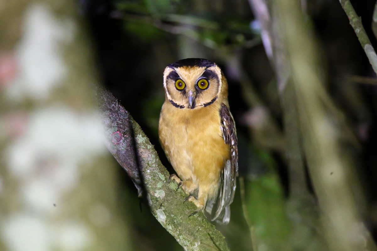 Buff-fronted Owl - ML620097444