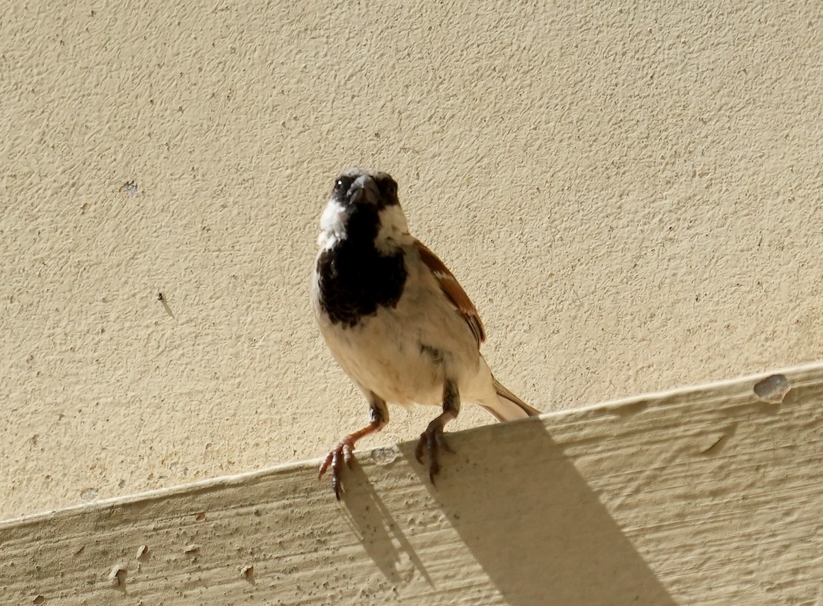 House Sparrow - ML620097451