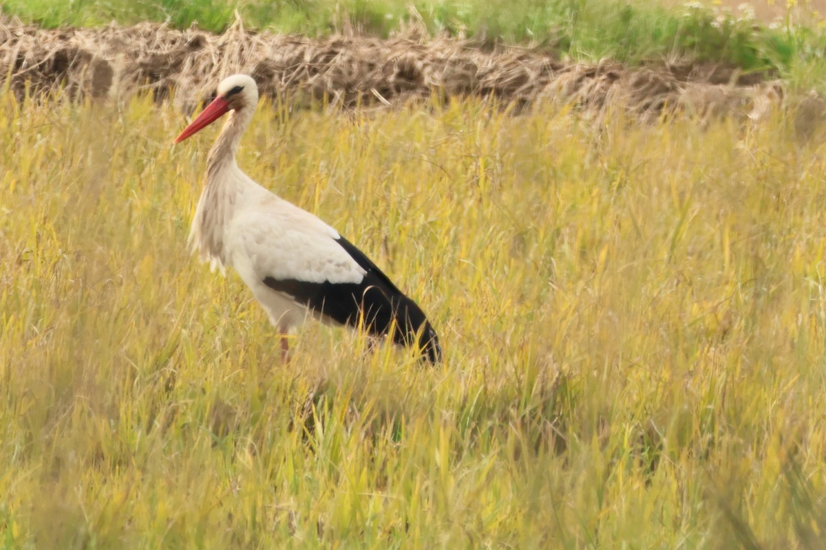 White Stork - ML620097483