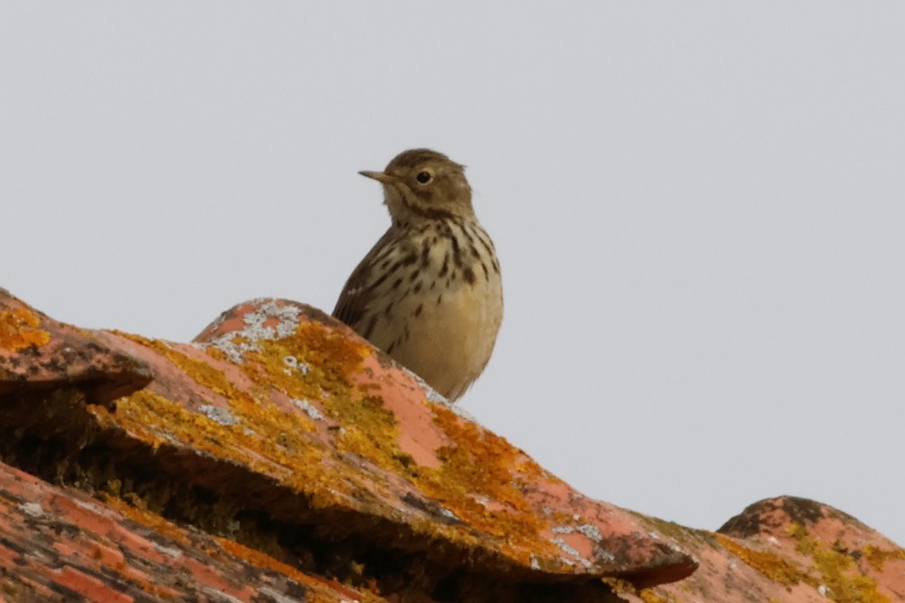 Meadow Pipit - ML620097487