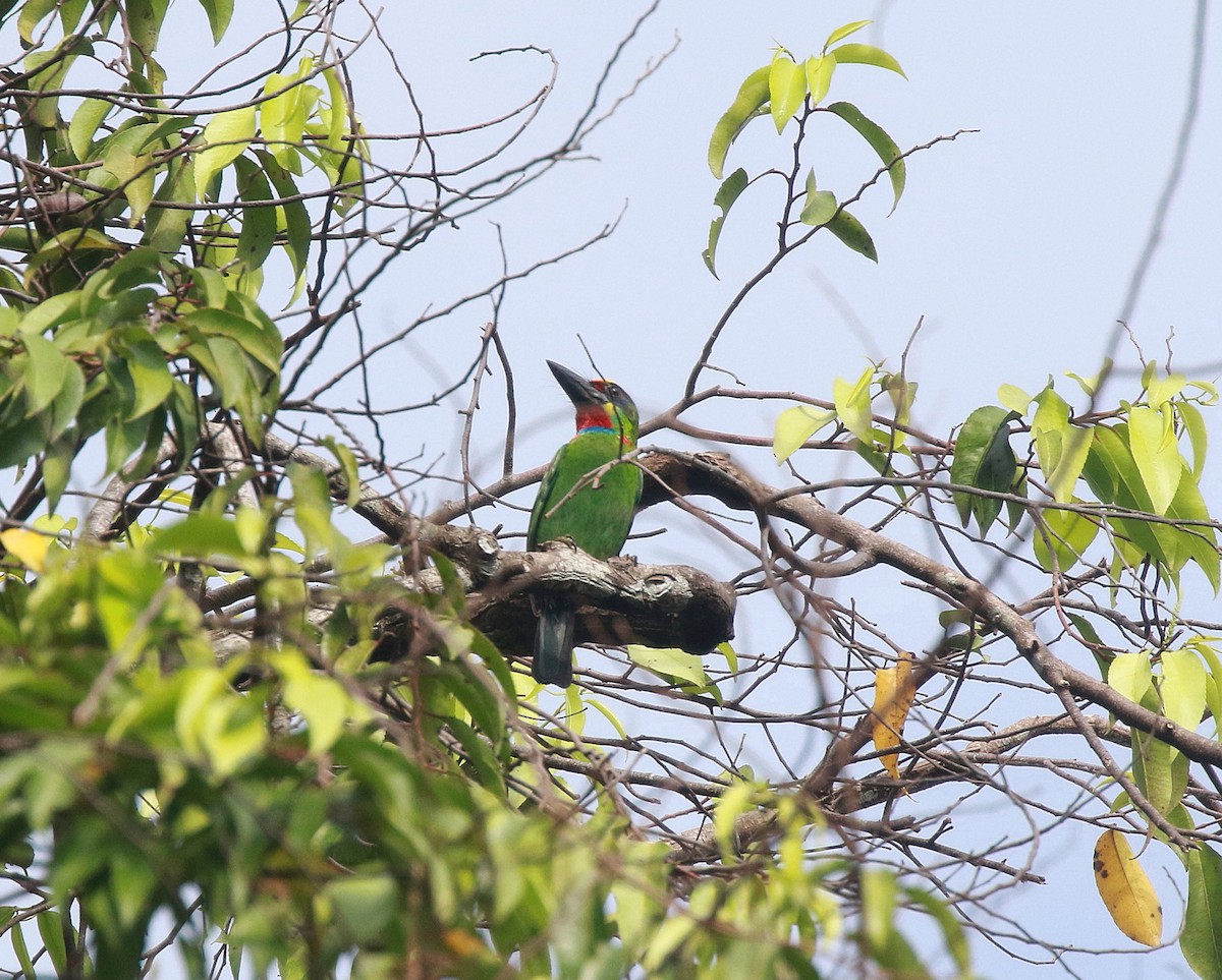 Red-throated Barbet - ML620097498