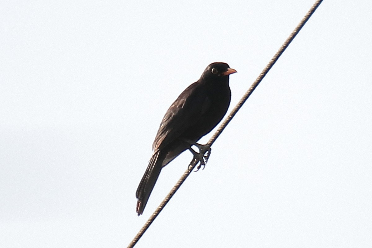 Eurasian Blackbird - ML620097514