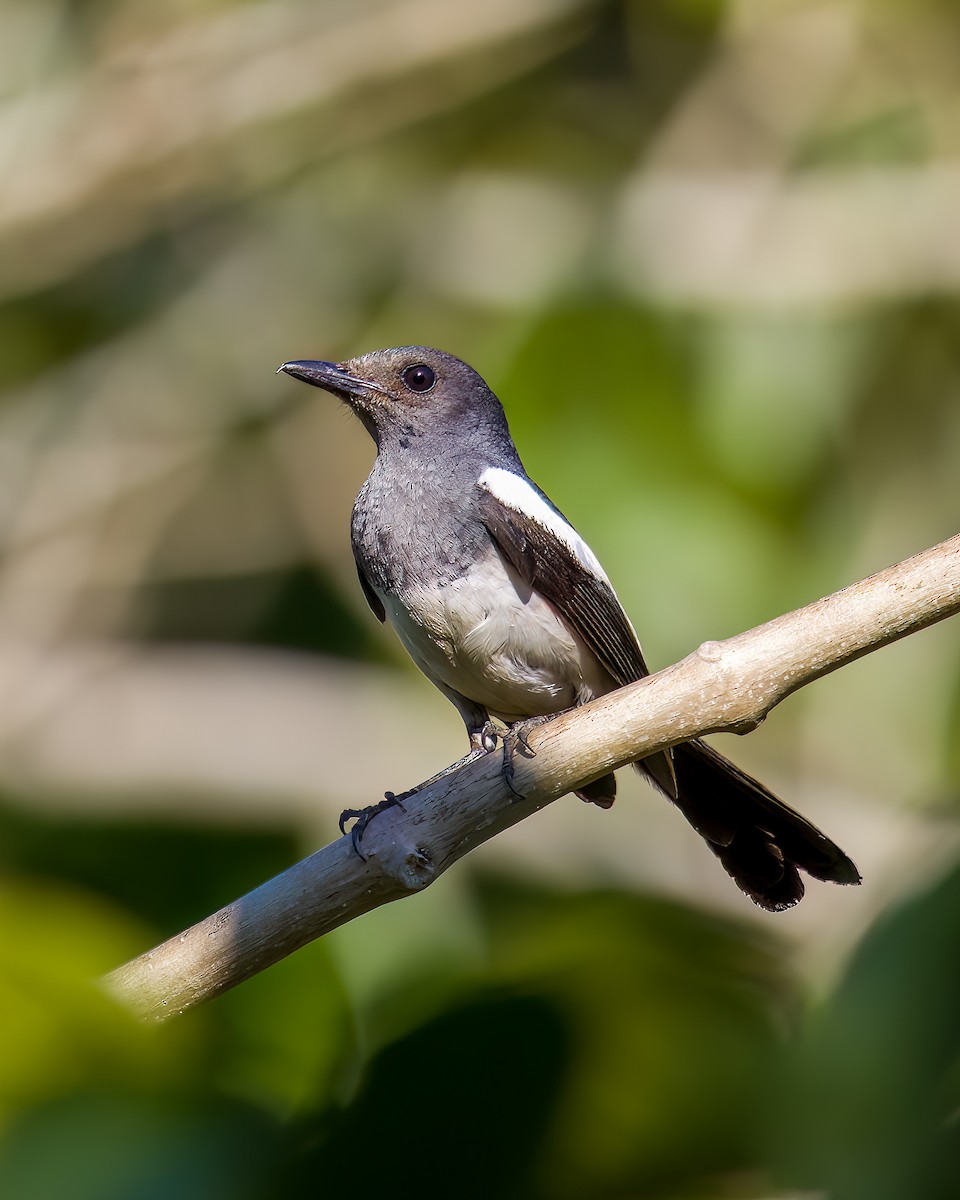 Philippine Magpie-Robin - Kristian Lozana