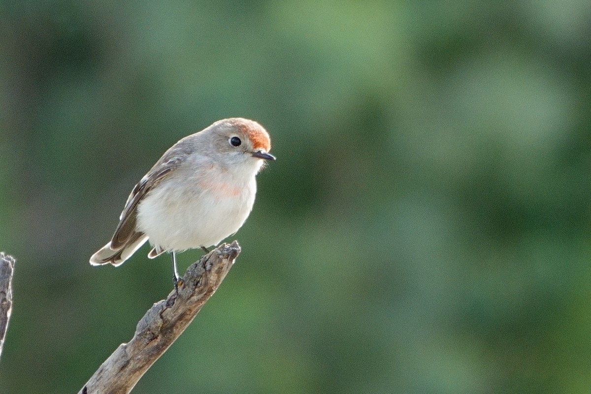 Red-capped Robin - ML620097546