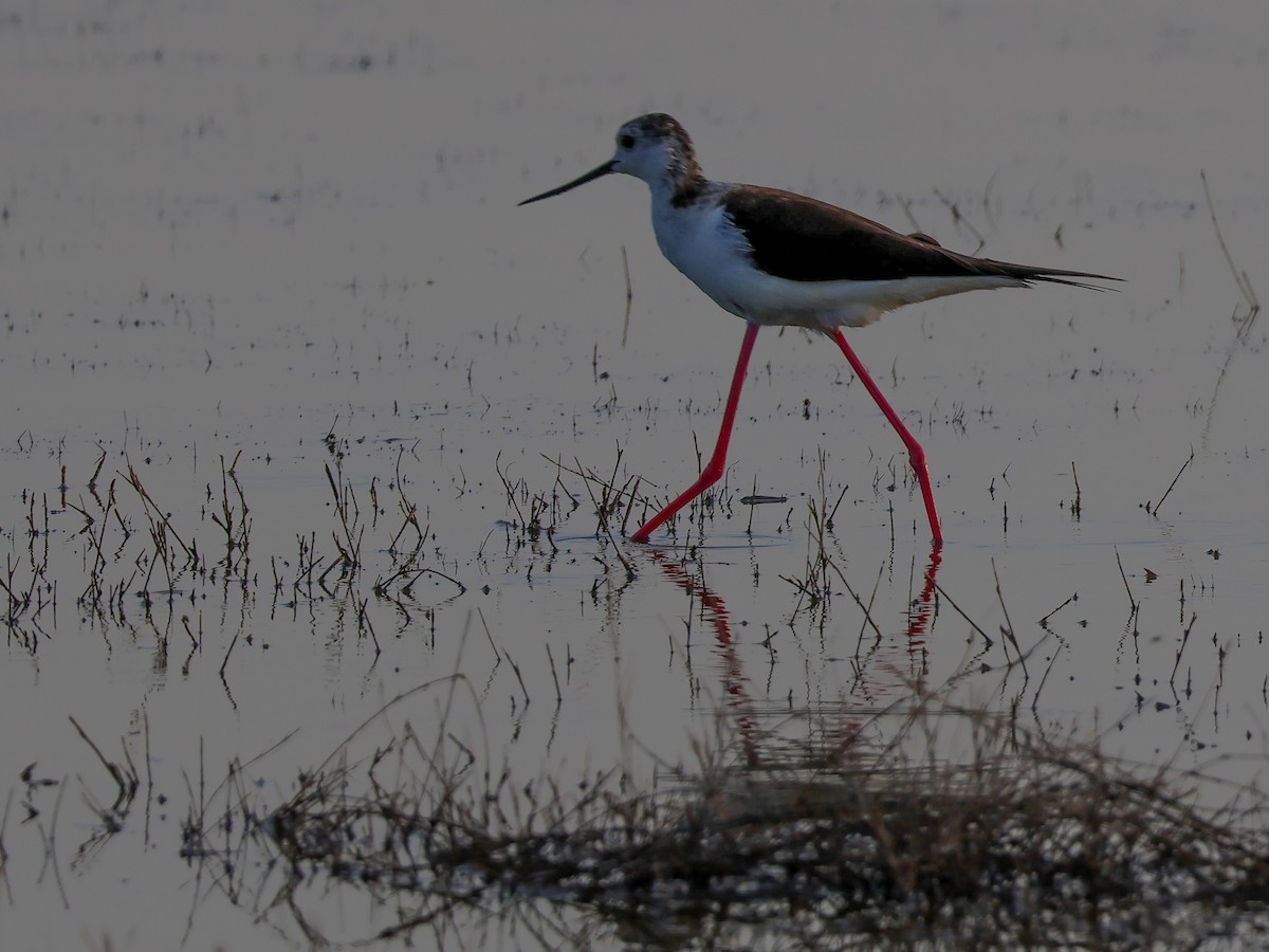 Black-winged Stilt - ML620097549