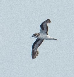 Petrel Cahow - ML620097553