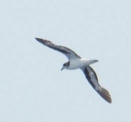 Petrel Cahow - ML620097554