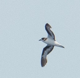 Petrel Cahow - ML620097556