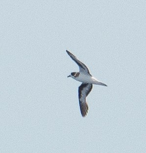 Petrel Cahow - ML620097557