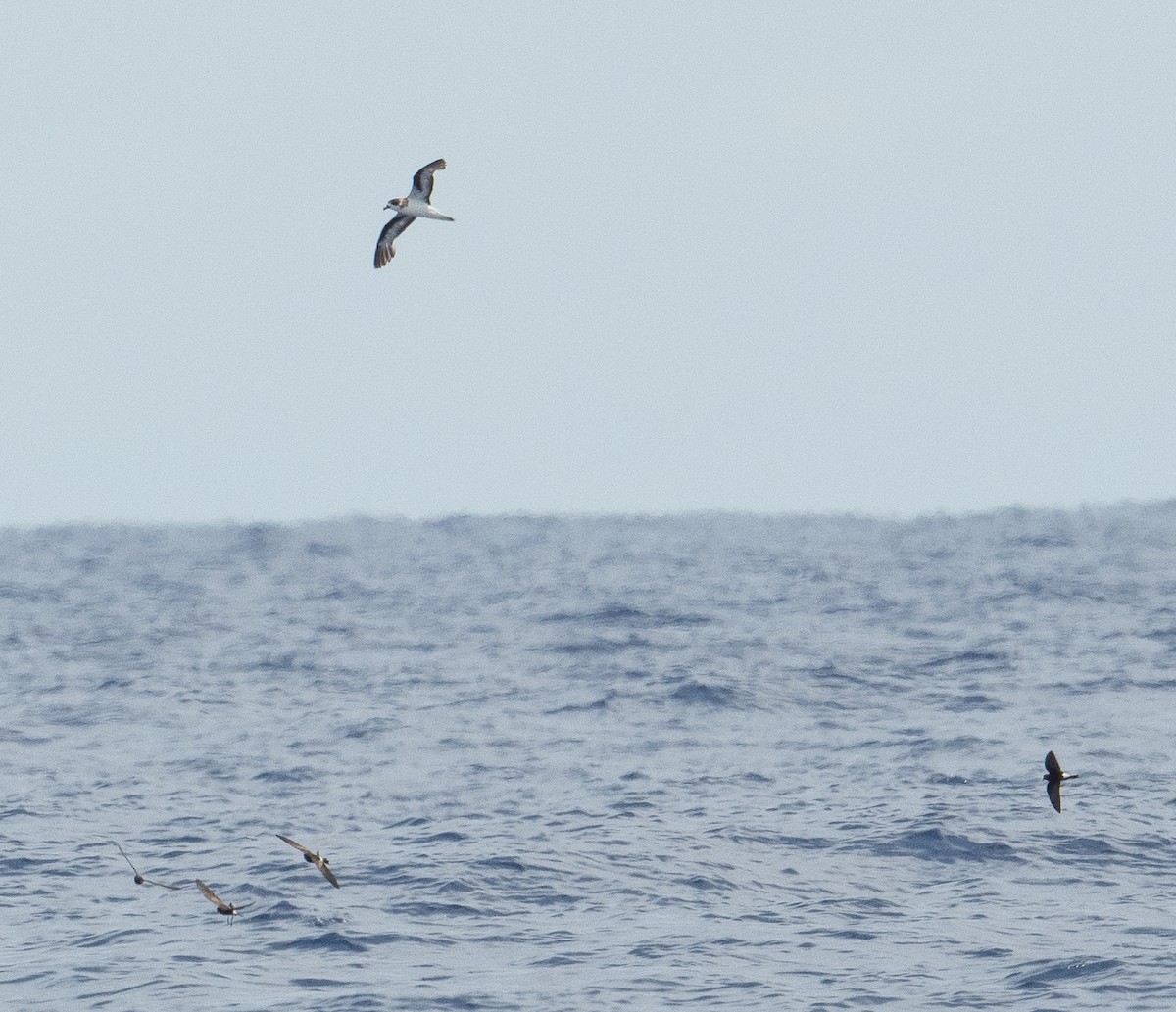 Bermuda Petrel - ML620097558