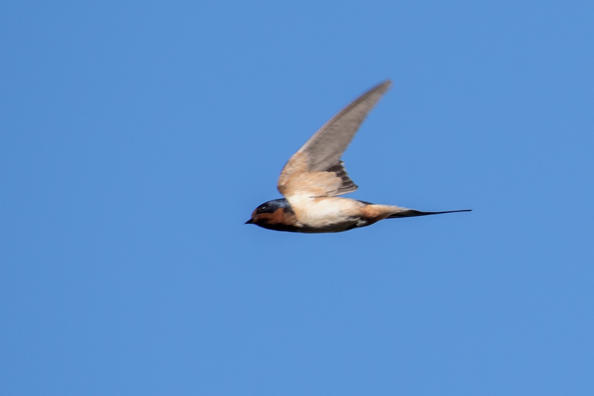 Barn Swallow (American) - ML620097567