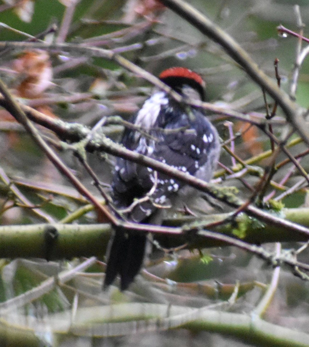 Downy Woodpecker - ML620097590