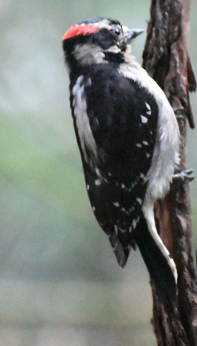 Downy Woodpecker - ML620097591