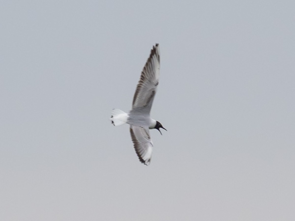 Mouette rieuse - ML620097600