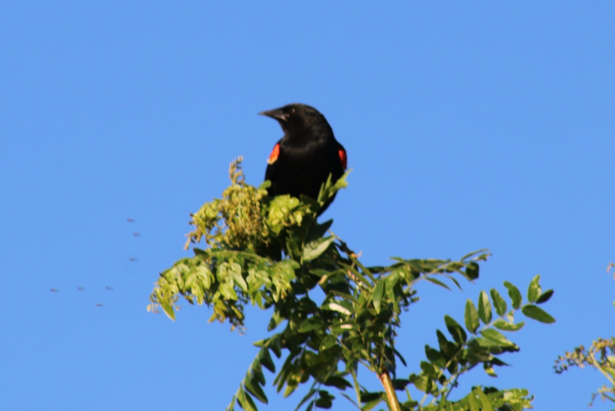 Red-winged Blackbird - ML620097614