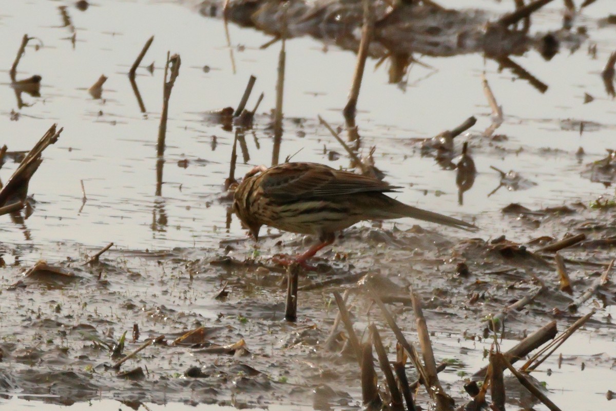 Meadow Pipit - ML620097617