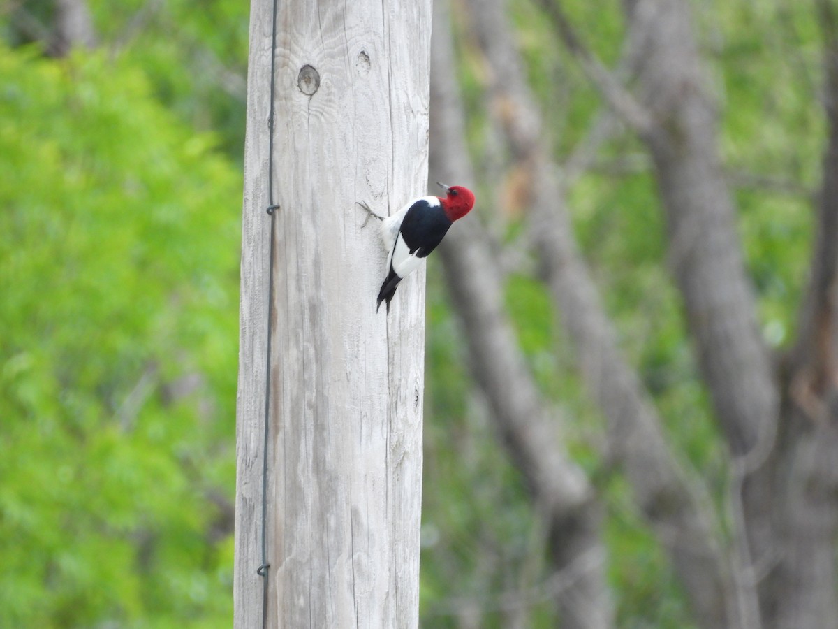 Red-headed Woodpecker - ML620097628