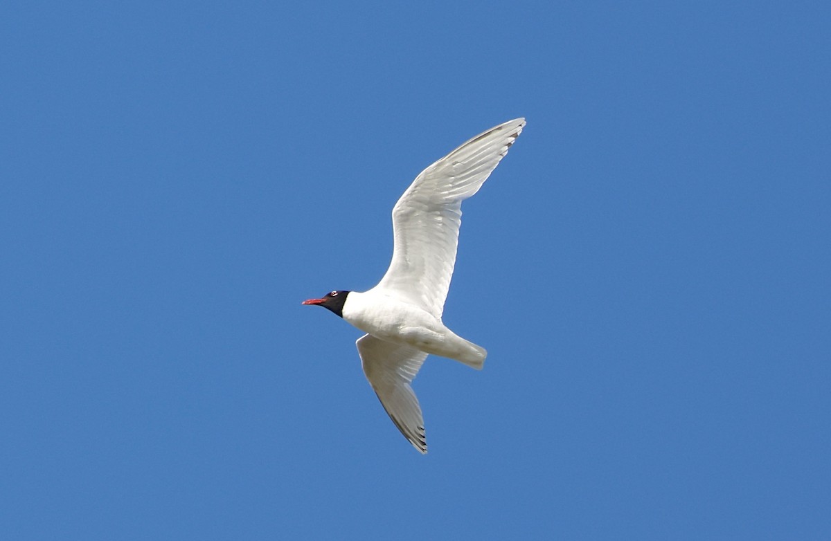 Mediterranean Gull - ML620097632