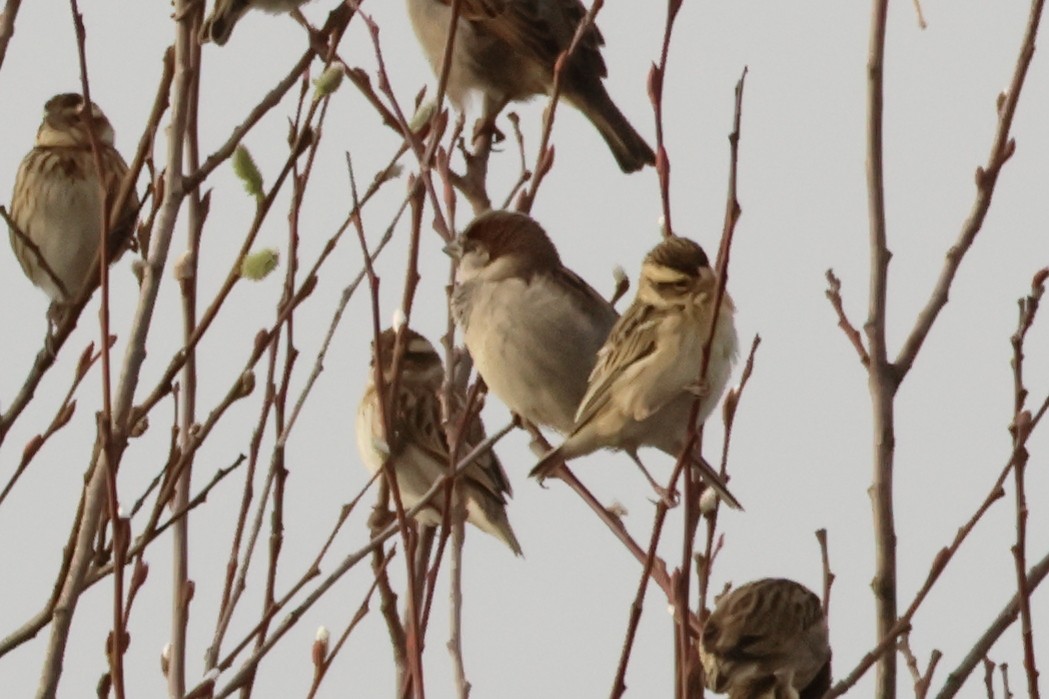 Eurasian Tree Sparrow - ML620097648