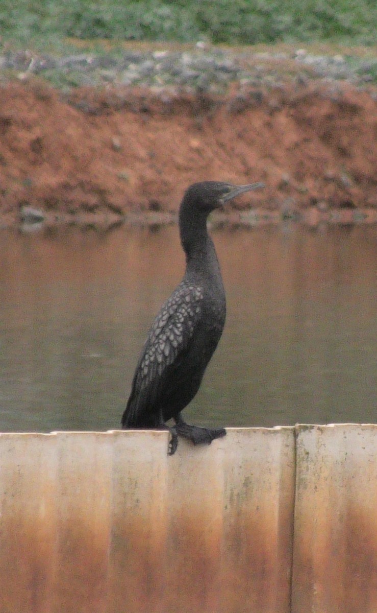 Little Black Cormorant - ML620097649