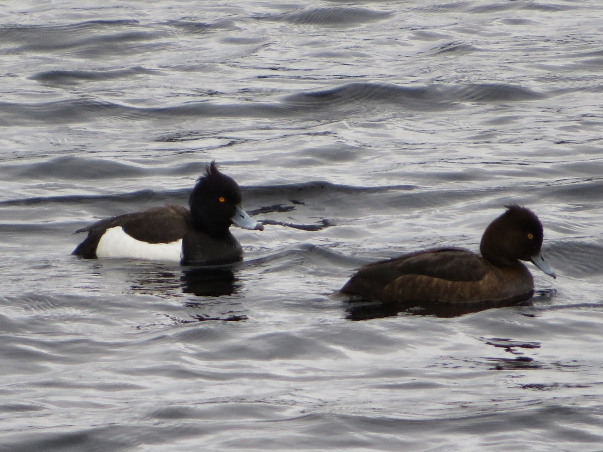 Tufted Duck - ML620097651