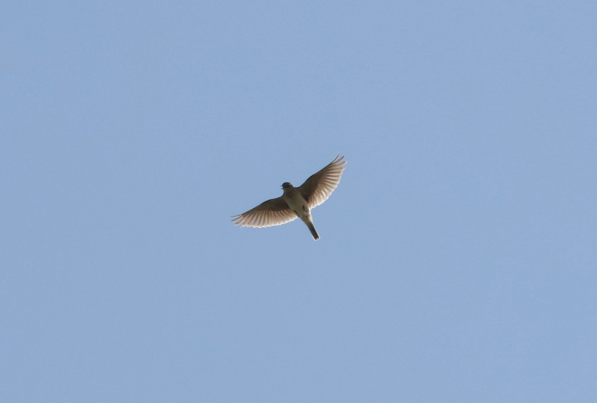 Eurasian Skylark - ML620097660