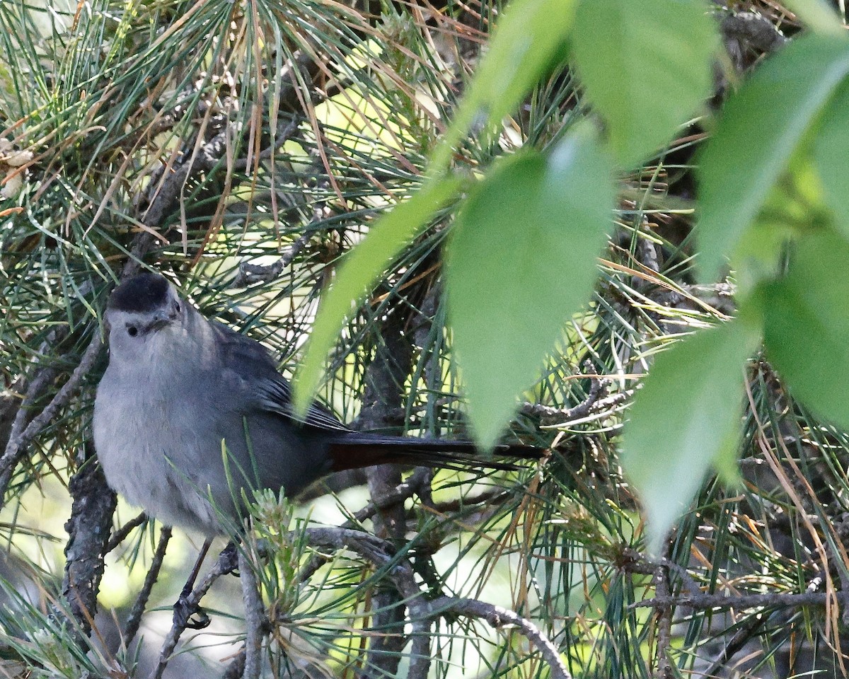 Pájaro Gato Gris - ML620097695