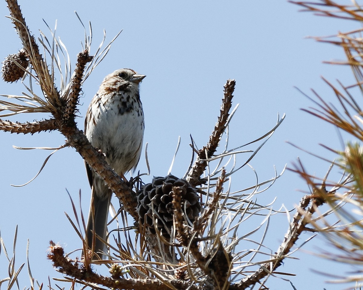 Song Sparrow - ML620097701