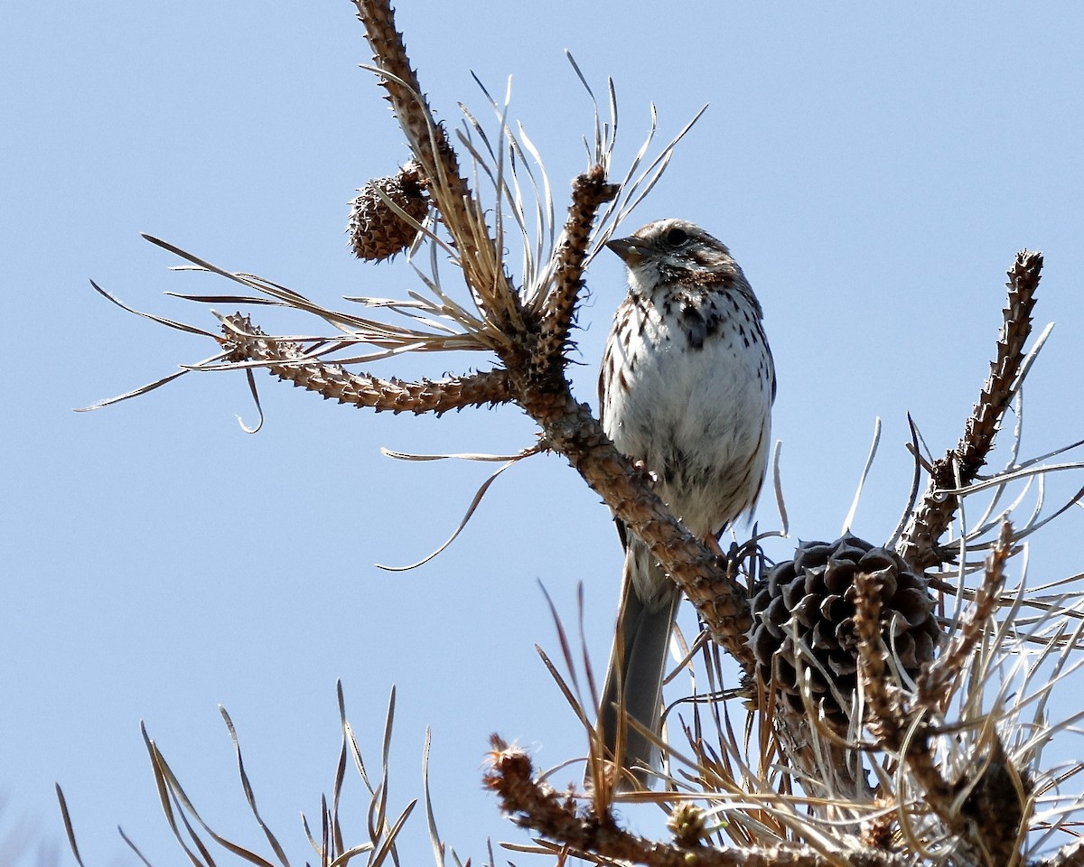 Song Sparrow - ML620097702