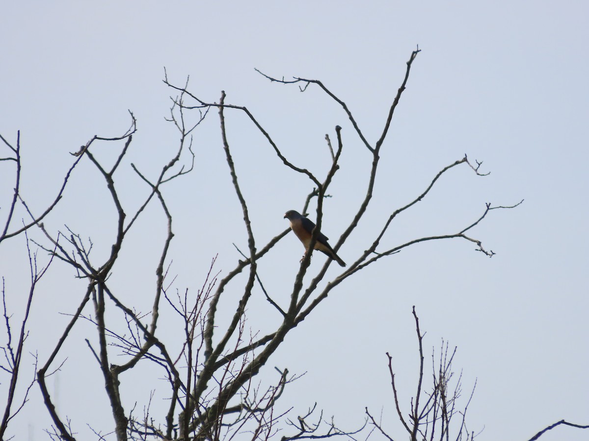 Chinese Sparrowhawk - ML620097713