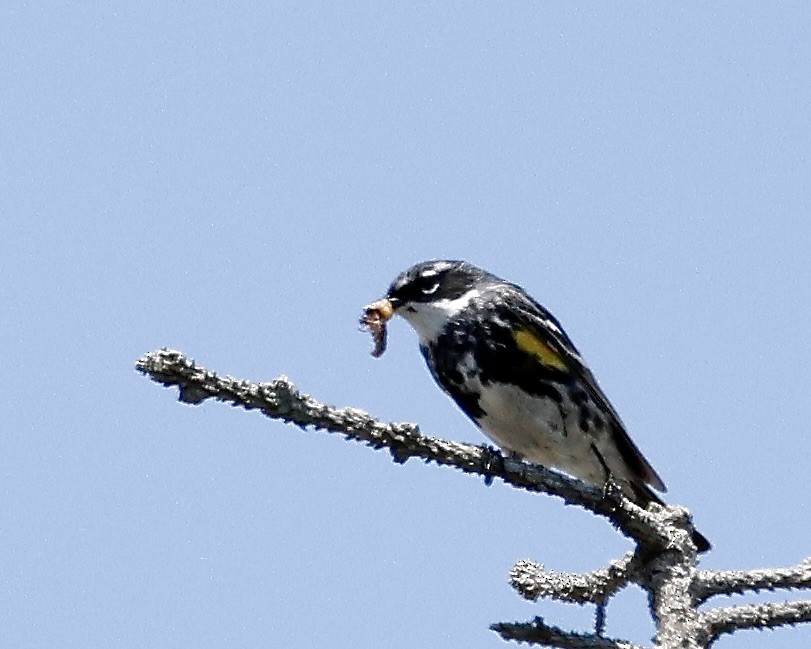 lesňáček žlutoskvrnný (ssp. coronata) - ML620097715