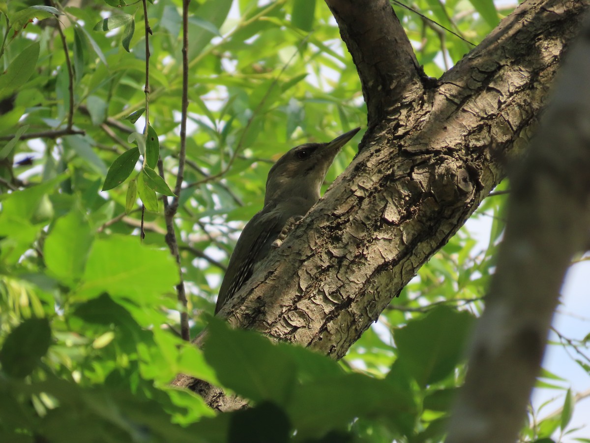 Gray-headed Woodpecker - ML620097719