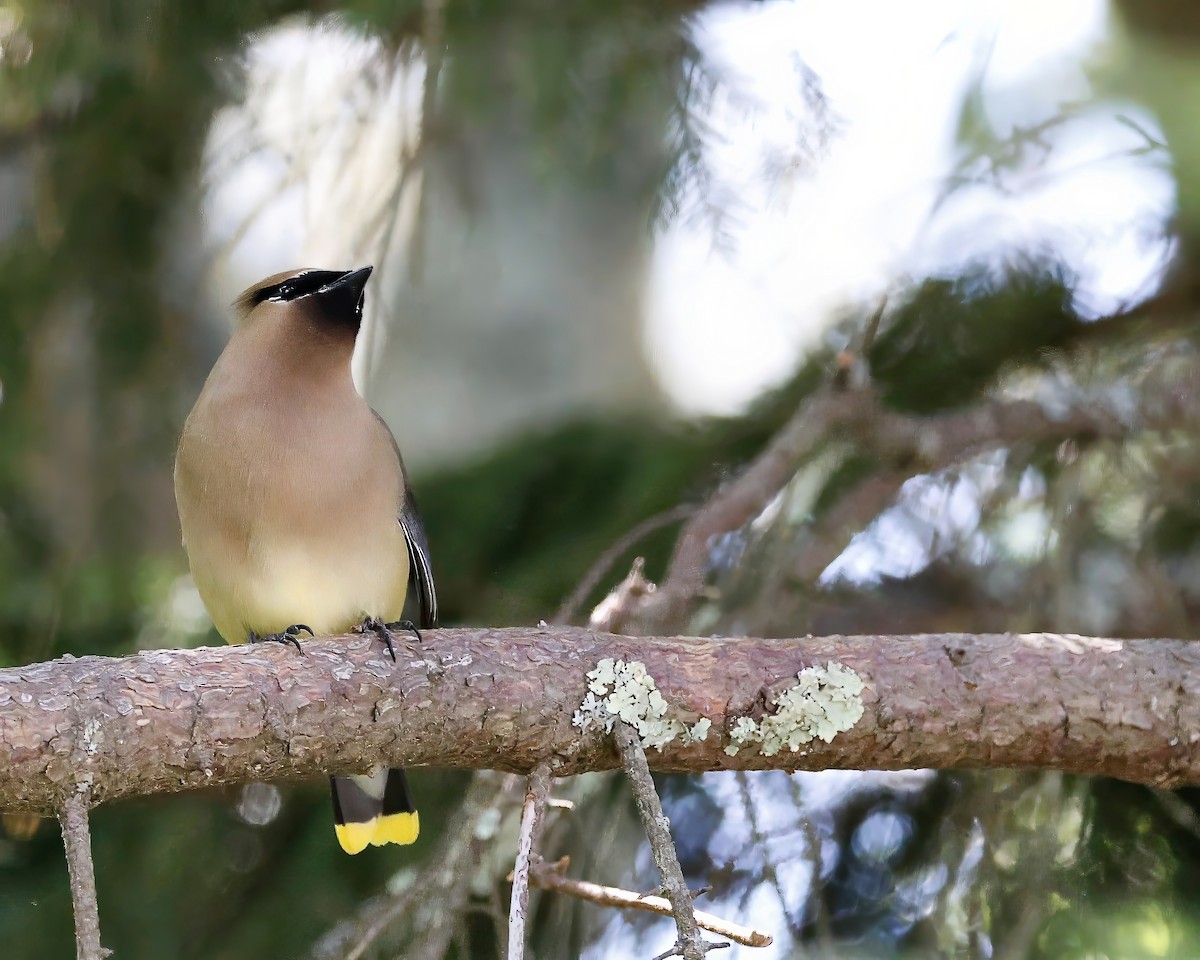 Cedar Waxwing - ML620097721