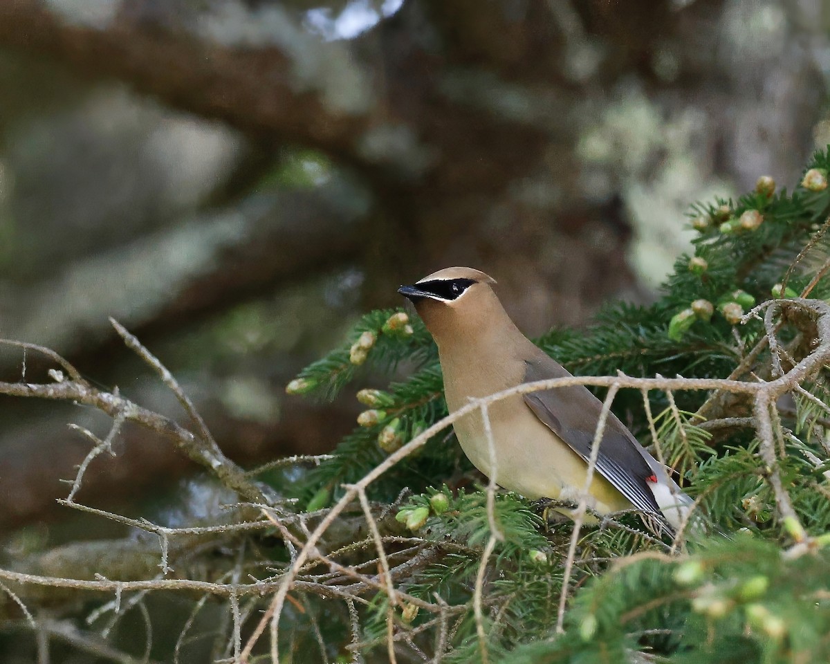 Cedar Waxwing - ML620097724