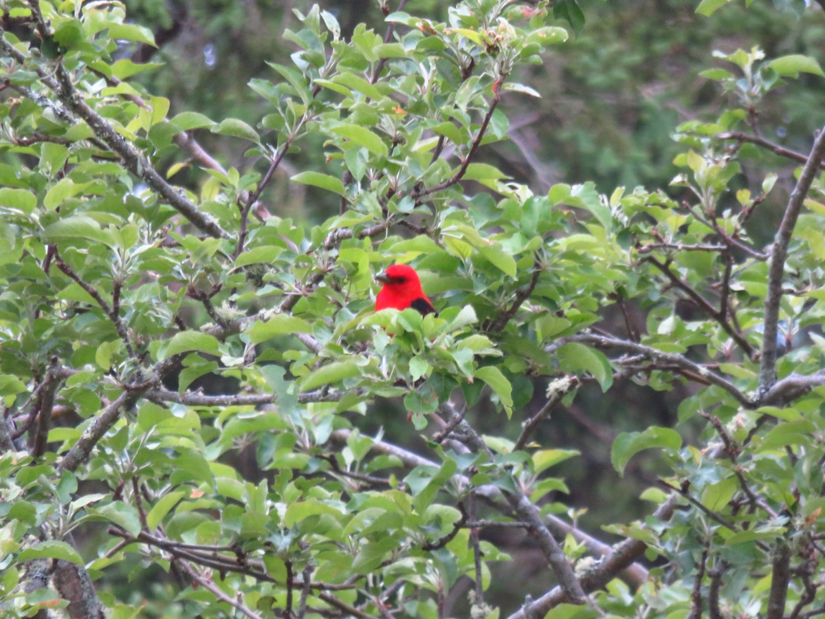 Scarlet Tanager - ML620097737