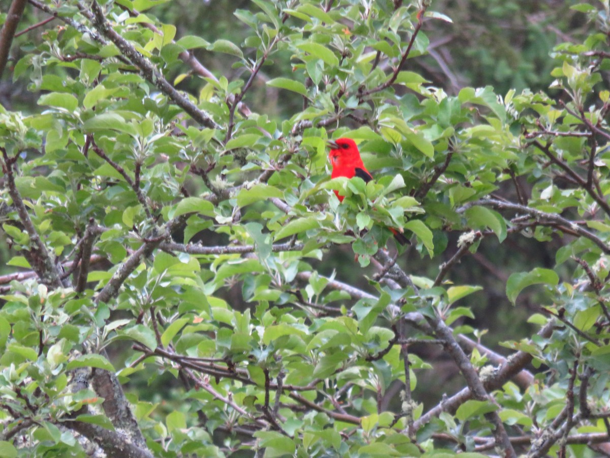 Scarlet Tanager - ML620097740