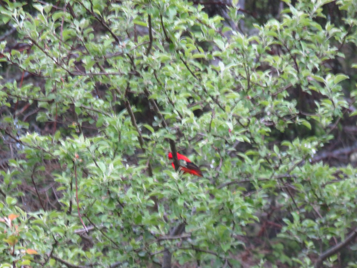 Scarlet Tanager - ML620097748