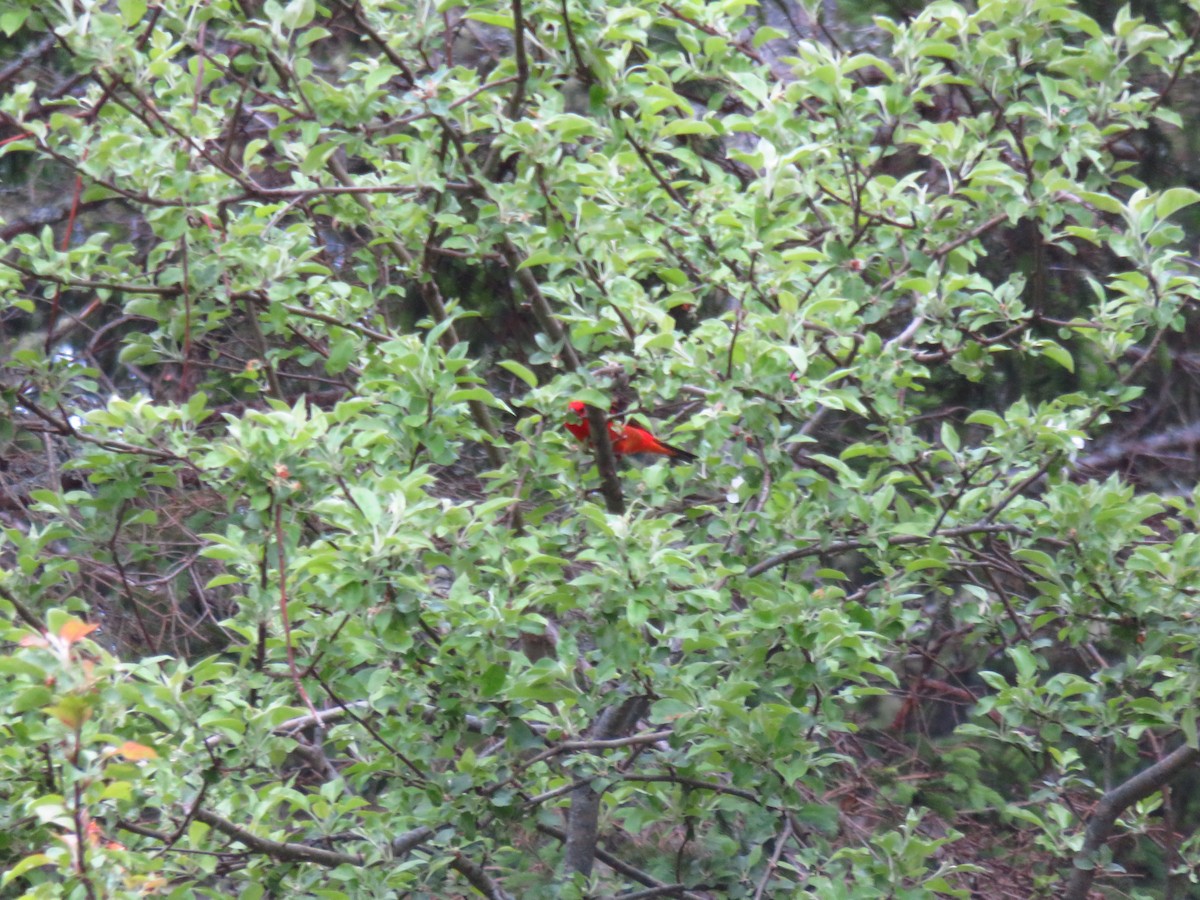 Scarlet Tanager - ML620097751