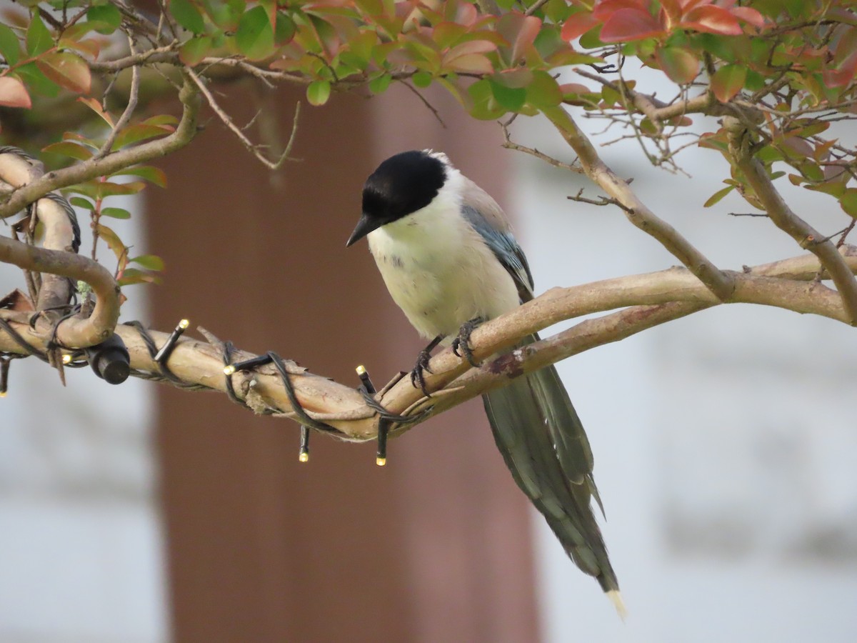 Azure-winged Magpie - ML620097762