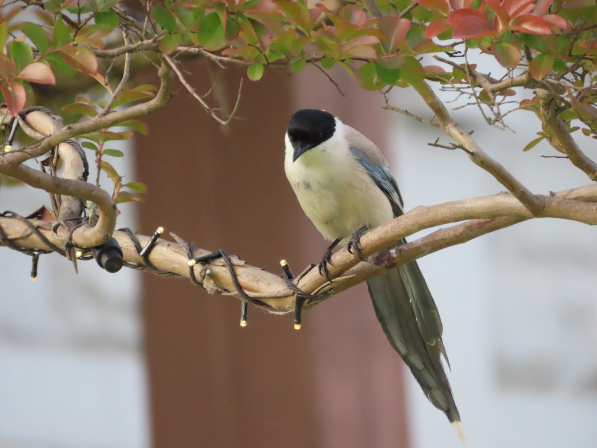 Azure-winged Magpie - ML620097763