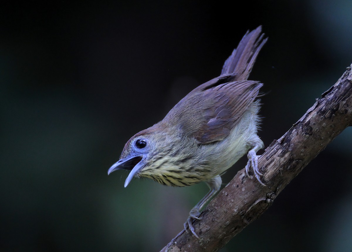 Pin-striped Tit-Babbler - ML620097765