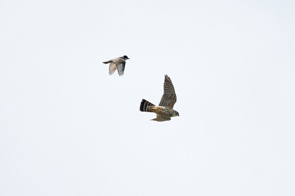 Eastern Kingbird - ML620097769