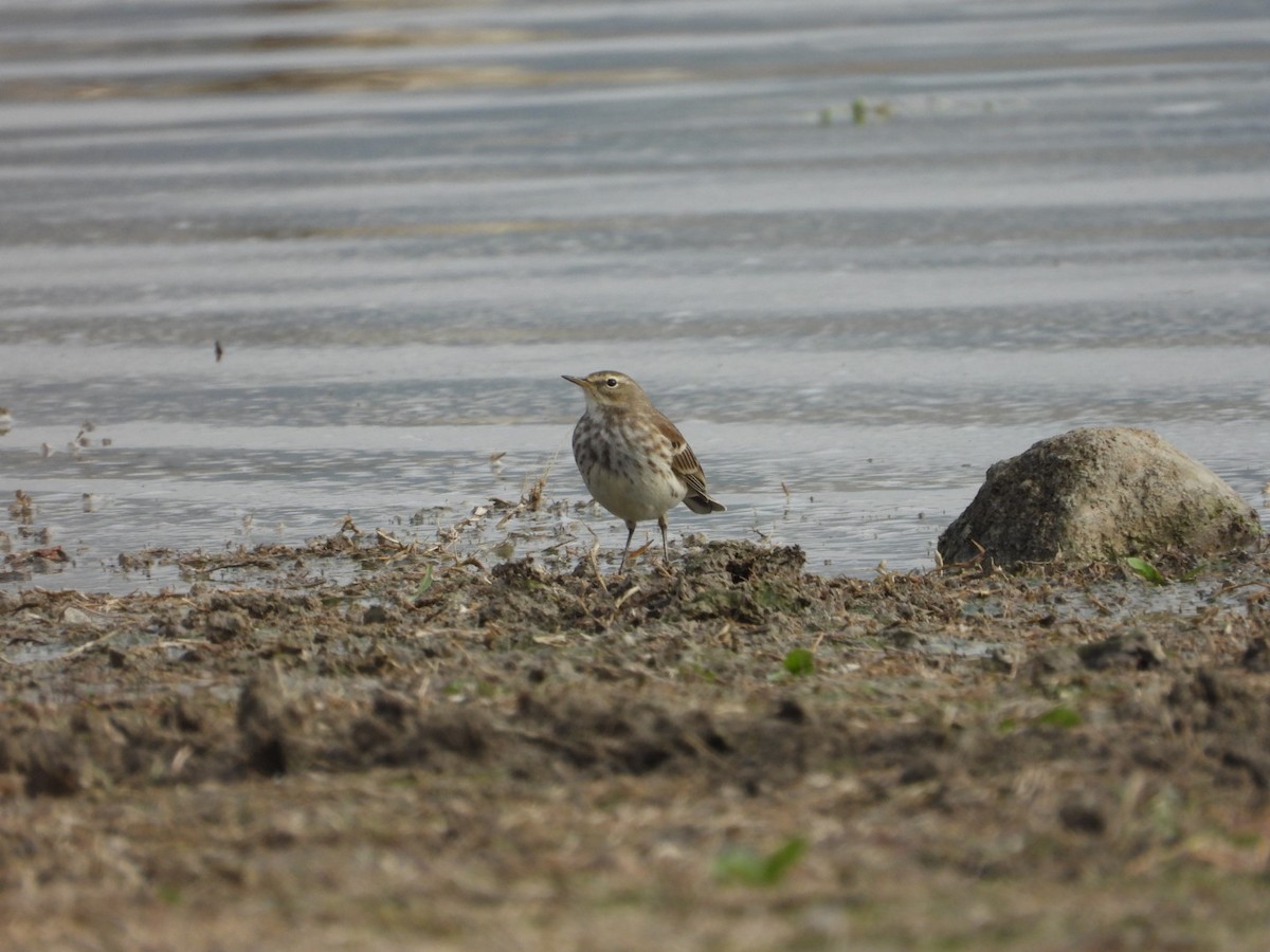 Water Pipit - ML620097792
