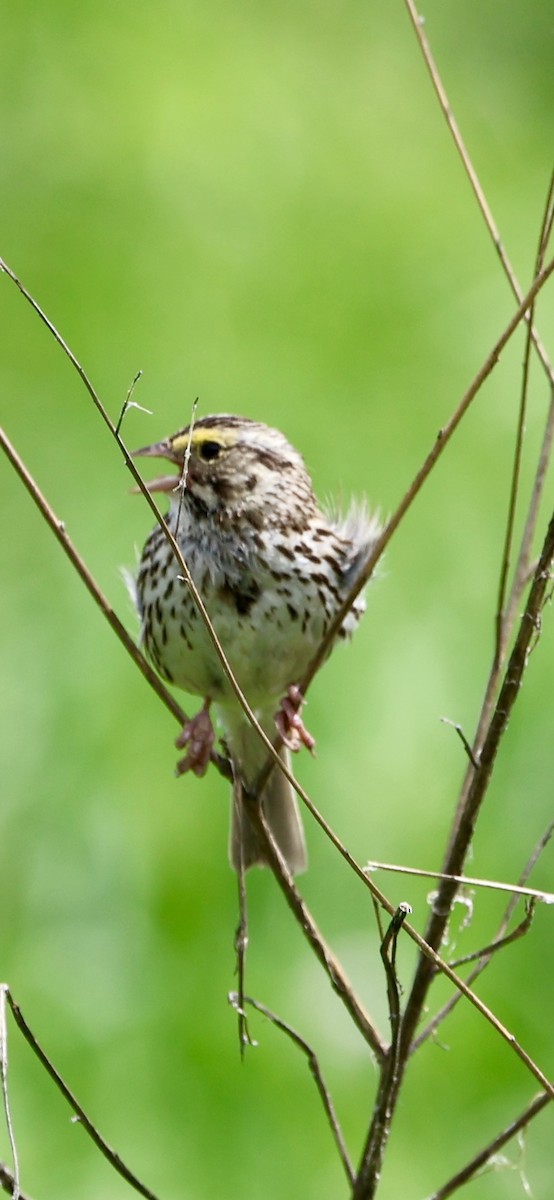 Savannah Sparrow - ML620097798