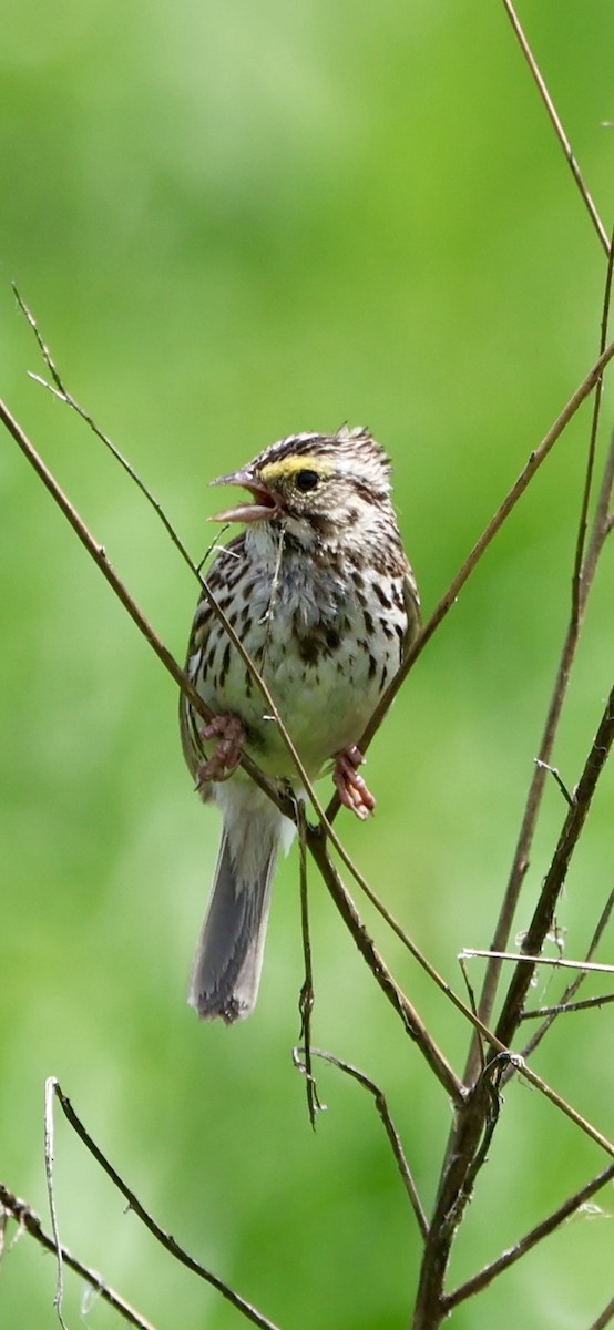 Savannah Sparrow - ML620097803